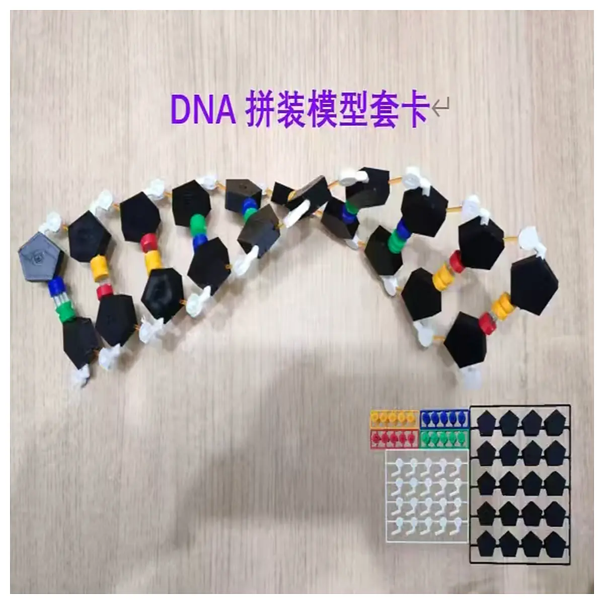 DNA Assembly Model Science Education Toys for Kids Genetics Learning Model Set Experiment Model