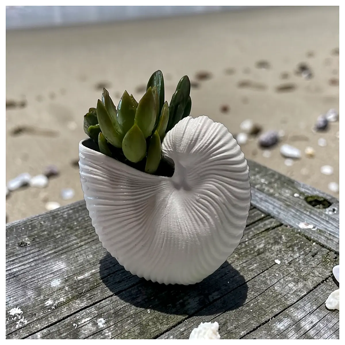 Conch Shell Planters Natural Decoration Creative Gardening Planters Seashell Pots Plant Decor Desktop Ornament
