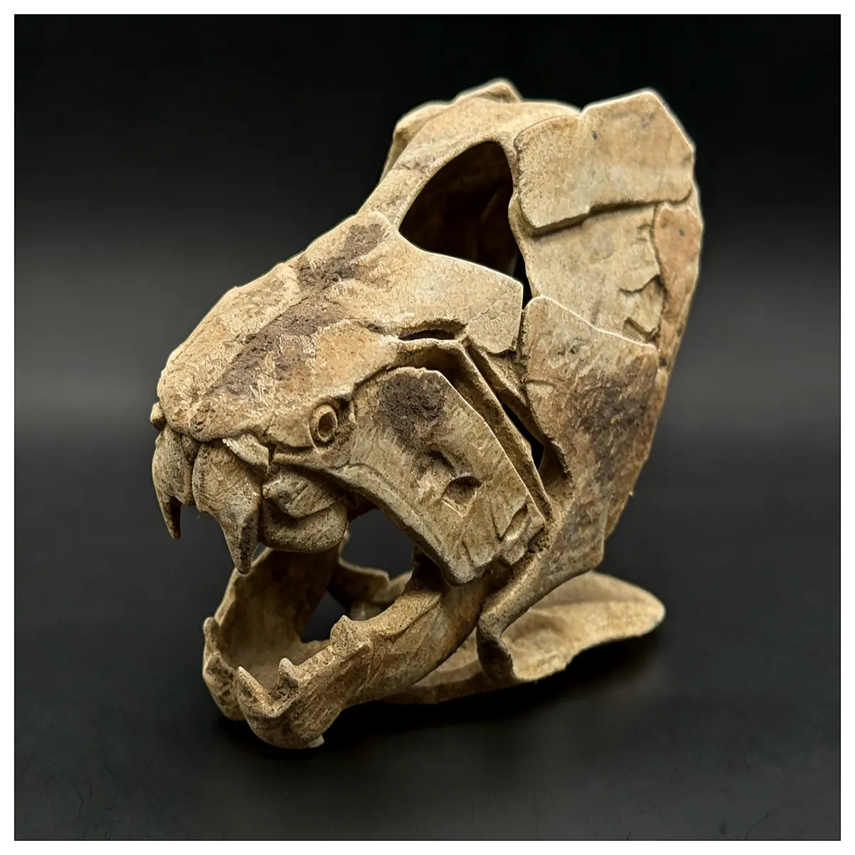Deng s Fish Skull Fish Ancient Fish Dinosaur Era Paleontology Skull Dinosaur