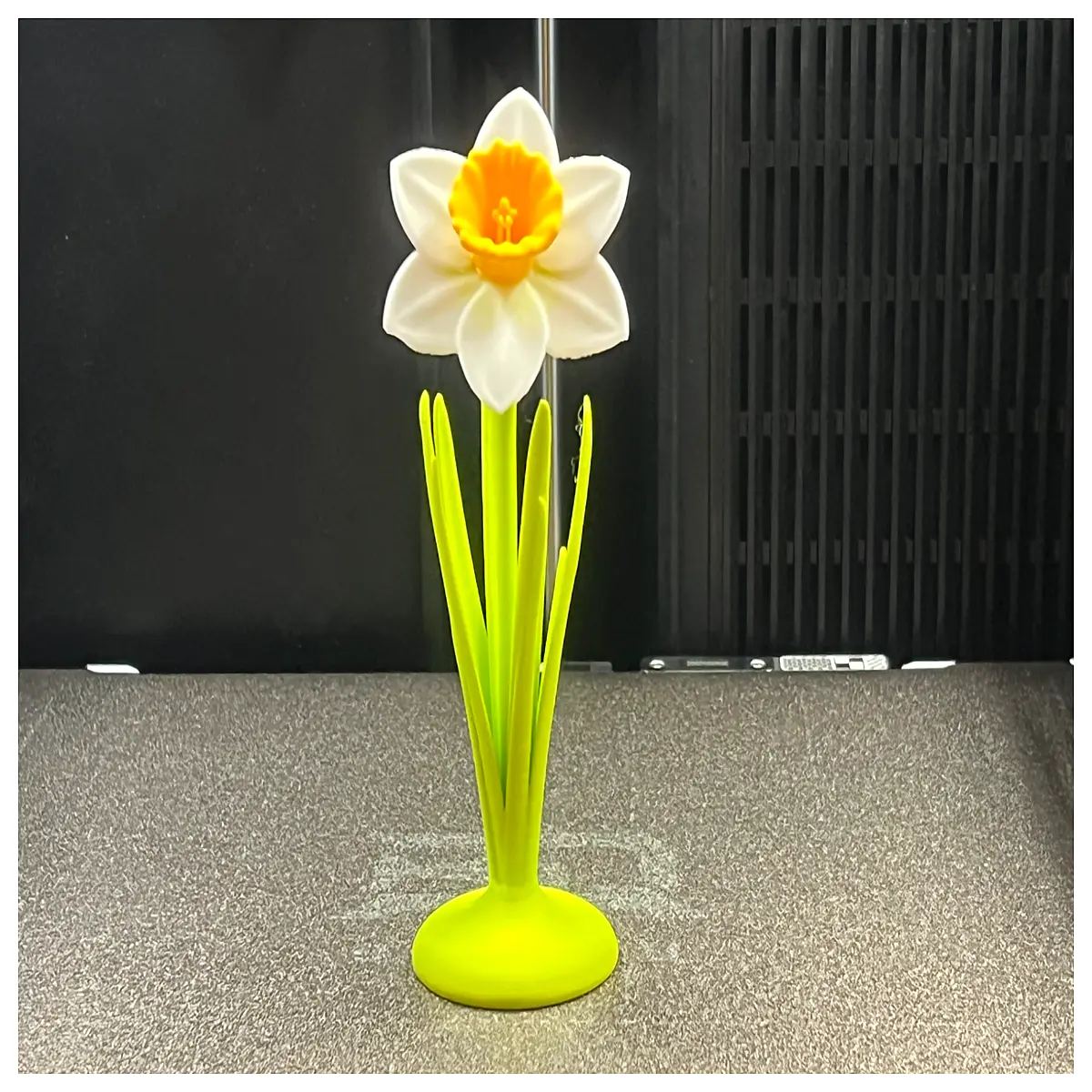spring daffodil flower seeds bulbs for garden planting indoor potted narcissus yellow flowers home decoration