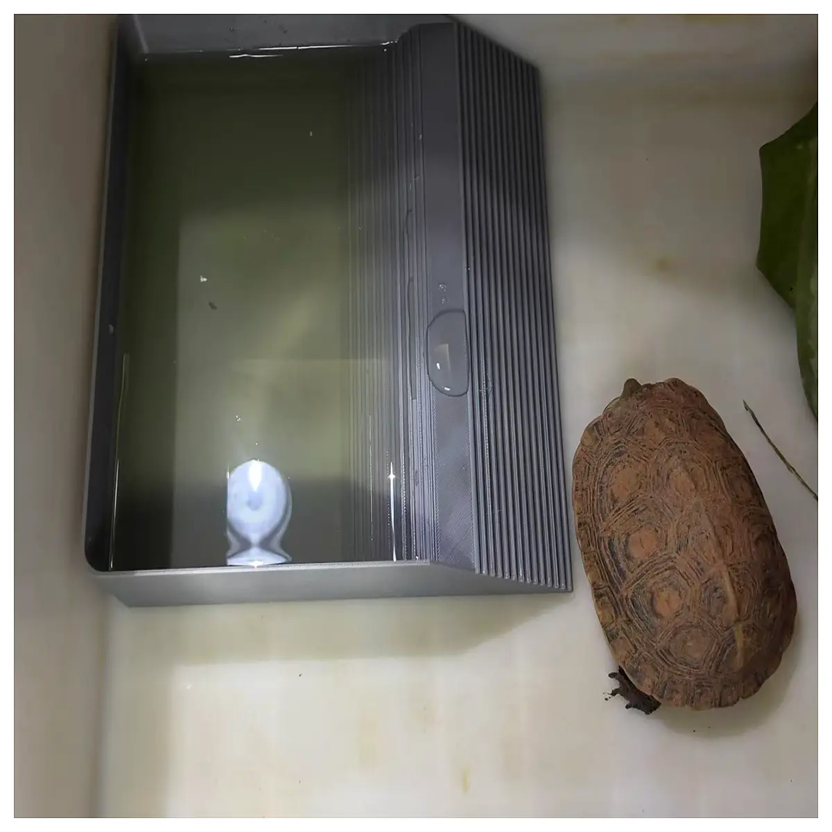 reptile soaking tub bathing pool water dish habitat decoration feeding bowl amphibian spa tank