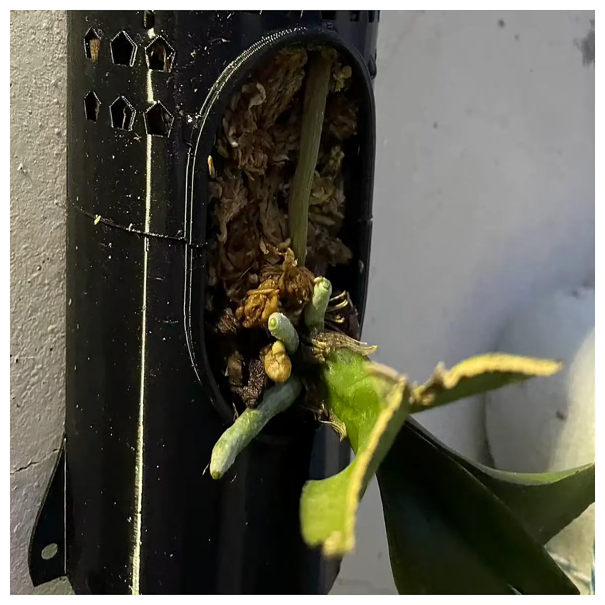 Orchid Slab Rooting Medium Orchid Potting Mix Root Growth Booster Dedicated Orchid Nutrition