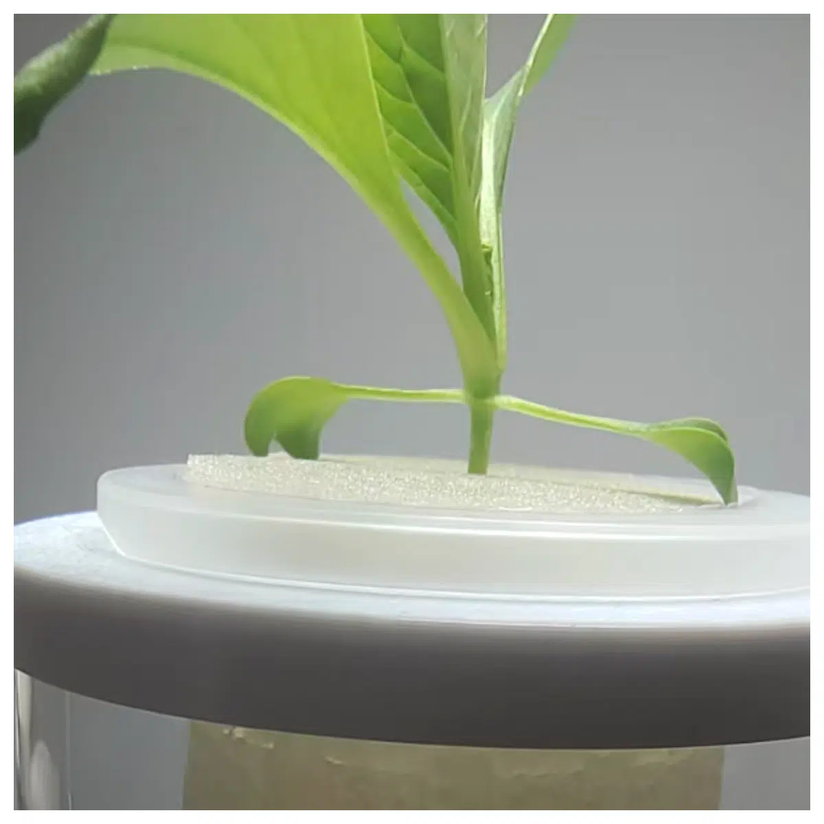 Soda Bottle Hydroponic Support Easy Plant Stand Creative Potting Tray Indoor Herb Support Mini Garden Accessories Simple Assembly