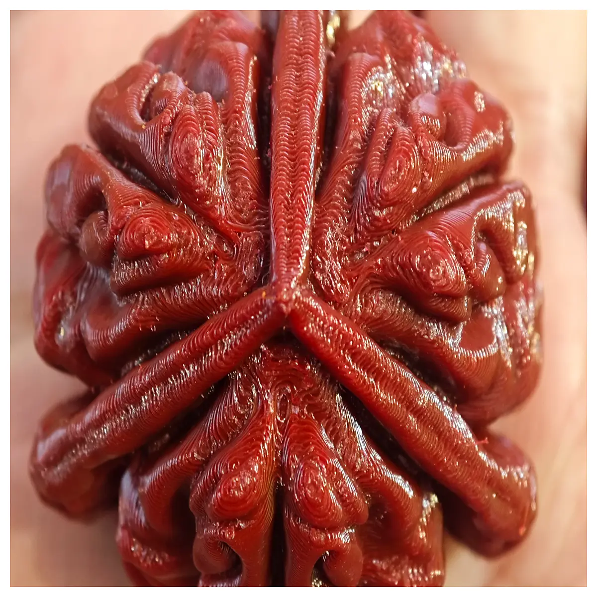 Trilobed Walnut Head Wen Wan Walnut Showcase Natural Collectible Walnut Decor Handicraft Gift