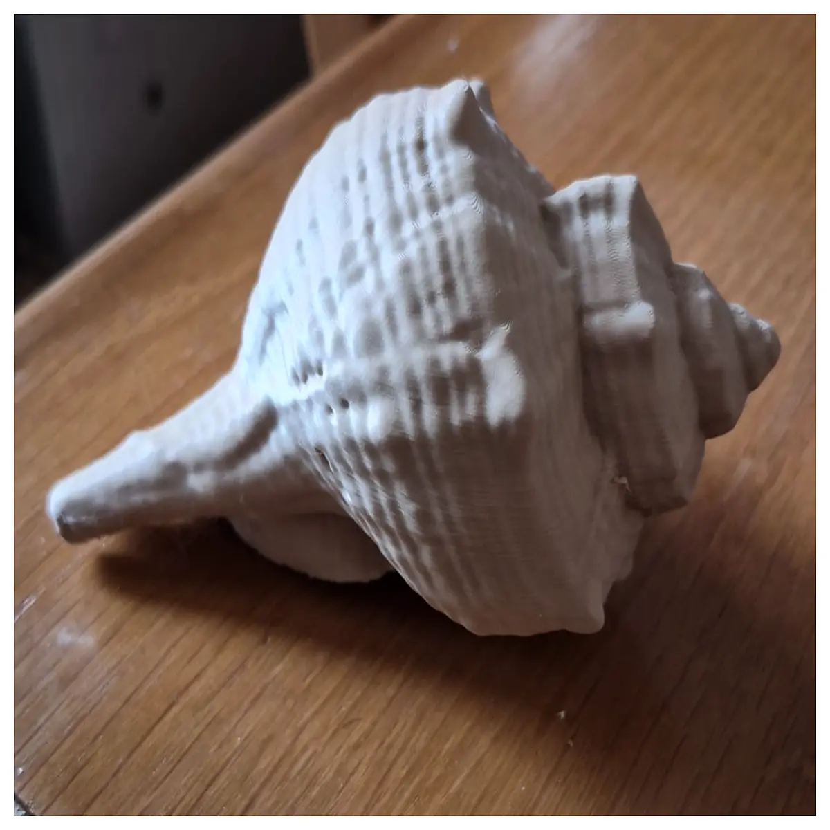 Conch Shell Decoration Seashell Creative Ornament Wall Decor Art Piece Home Decor Ocean Theme Shell Accessories