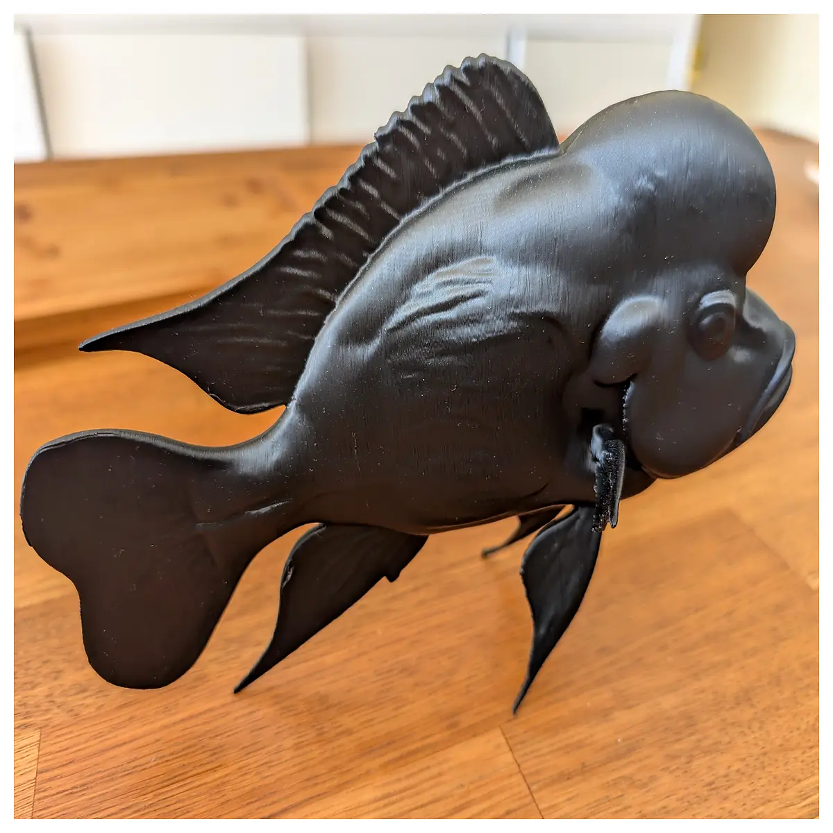 Cyphotilapia Gibberosa African Cichlid Fish Care Guide Aquarium Decoration Large ful Fish Ornamental Fish