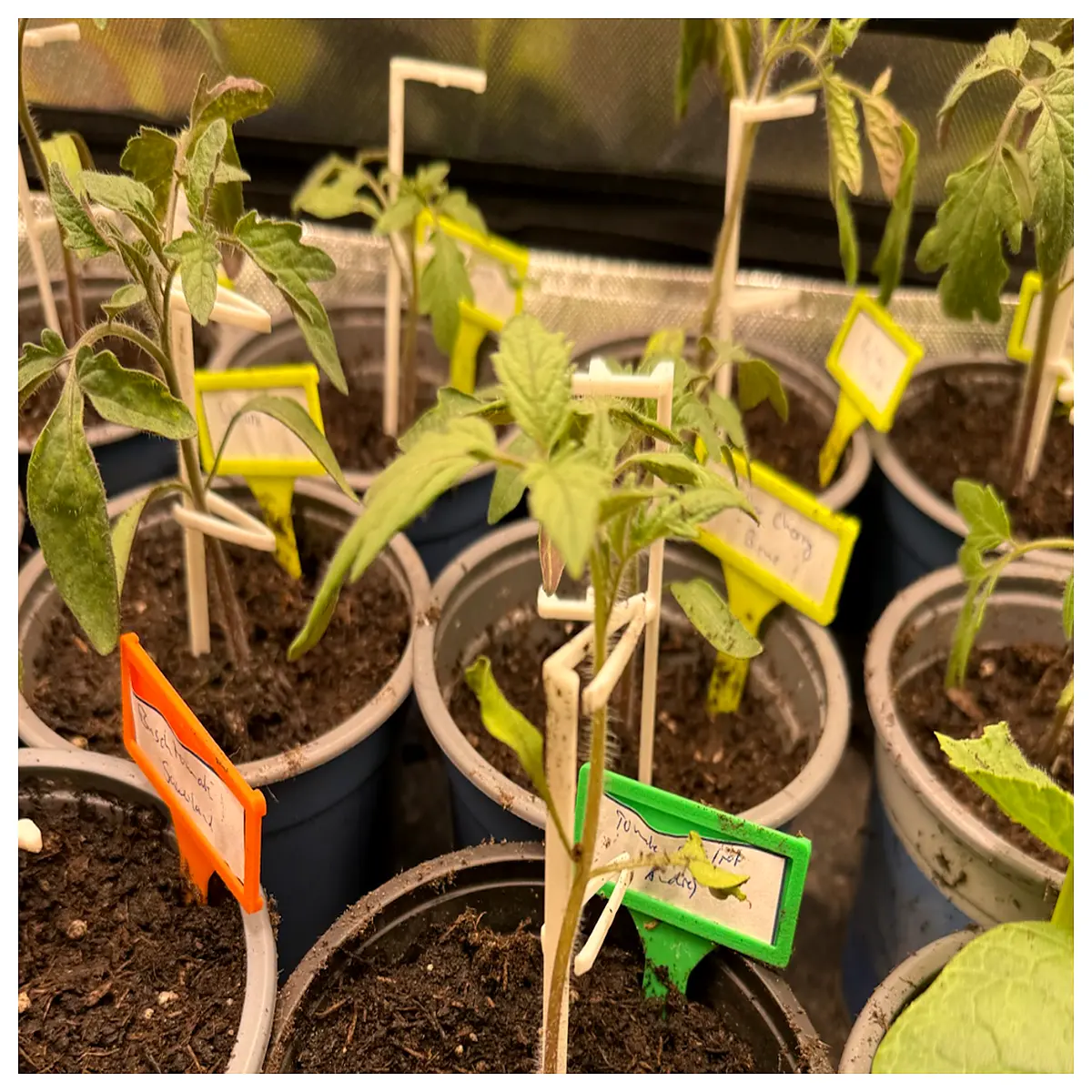 Seedling Support Stake Climbing Plant Support Seedling Trellis Growing Aid Pot Support Enhance Plant Growth