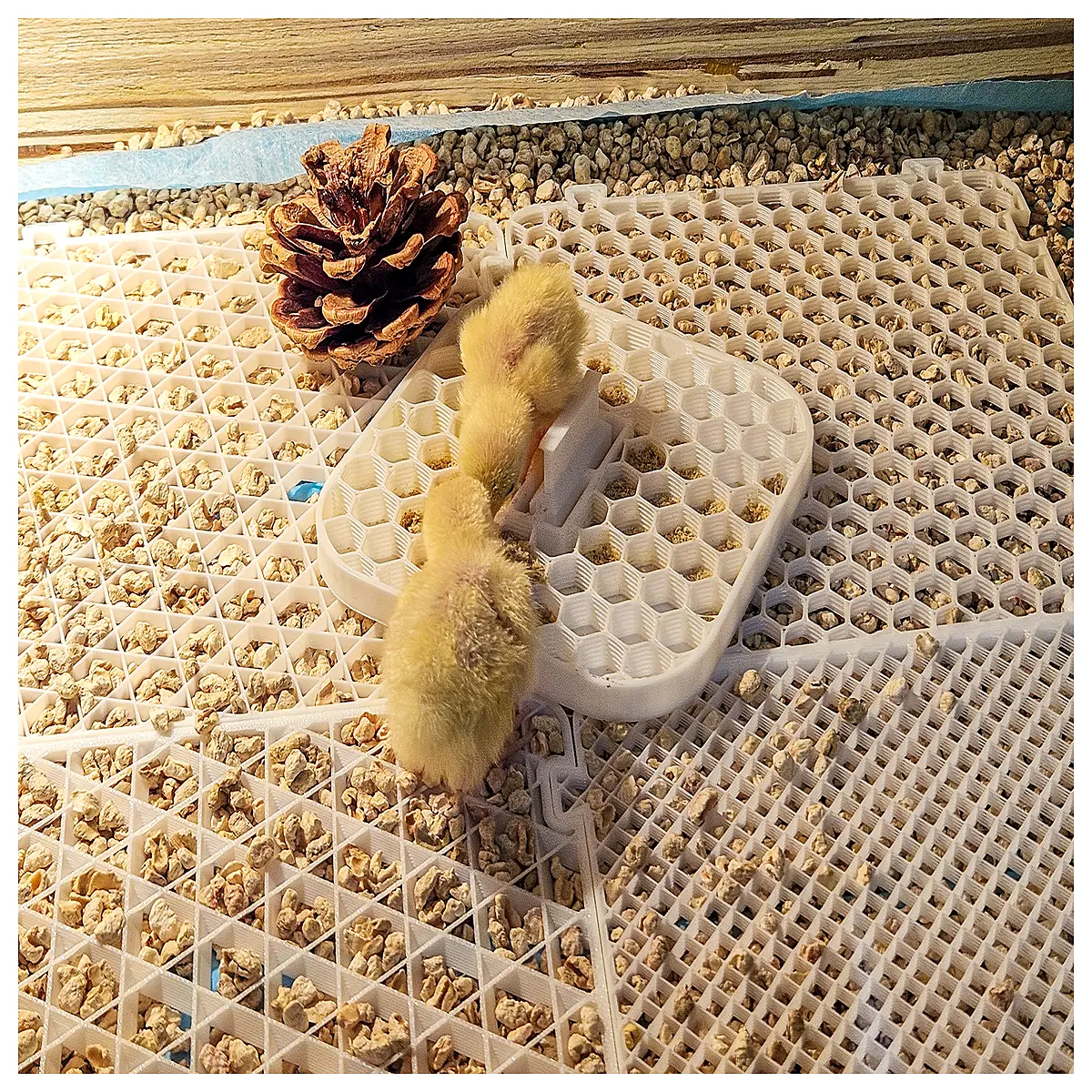 quail feeder bowl for baby chicks under 2 months old anti spill poultry water dish small bird feeding tray