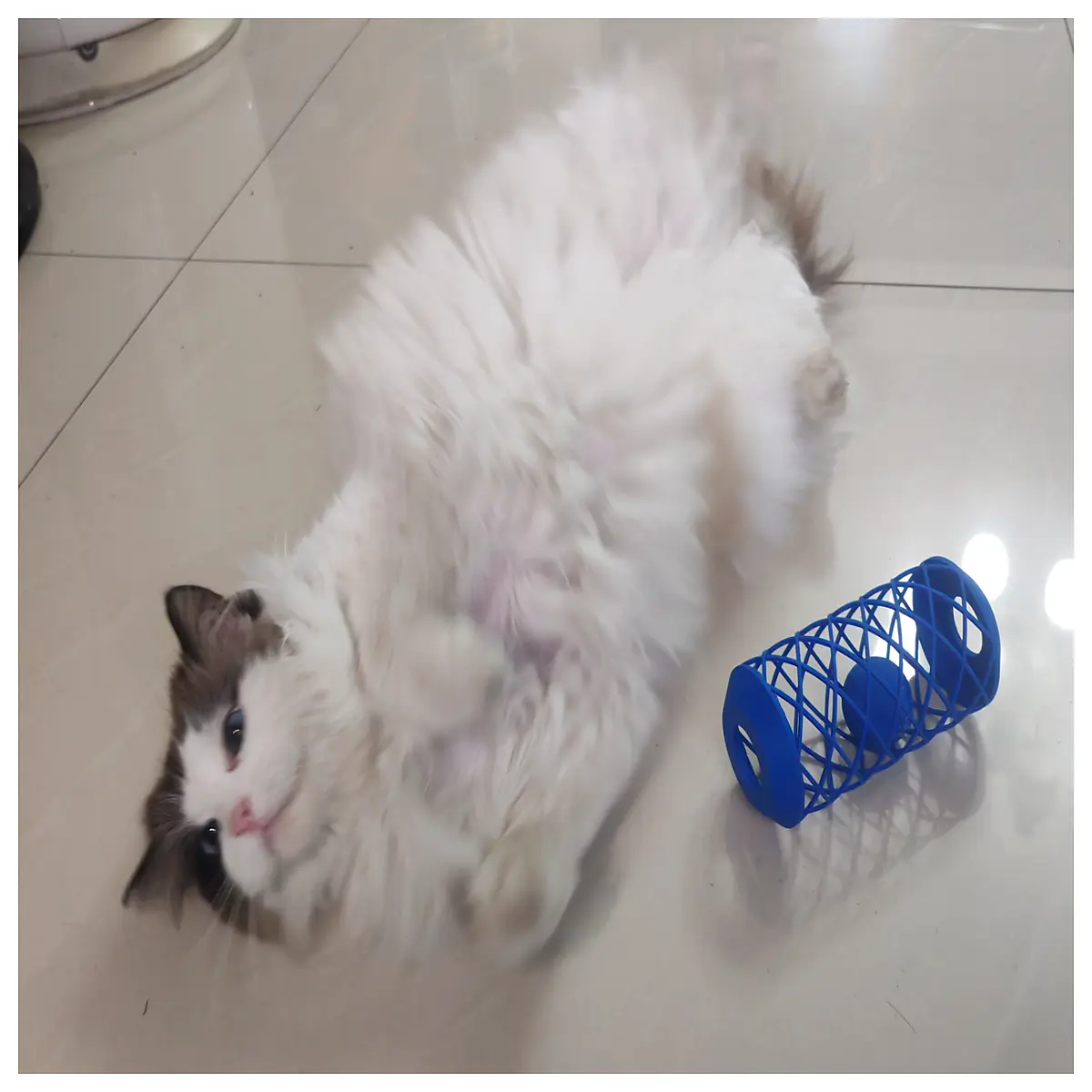 interactive automatic rolling cat toy ball with built in laser and bell self playing for indoor cats durable plastic tube teaser