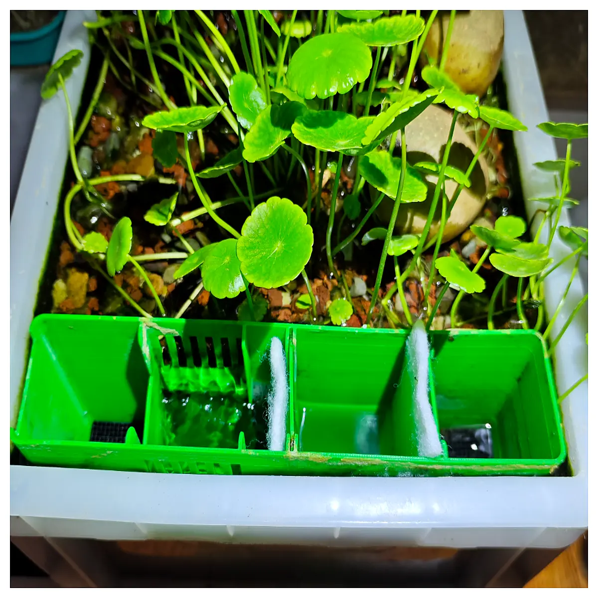aquarium swamp filter box external canister high flow bio media for koi pond filtration system