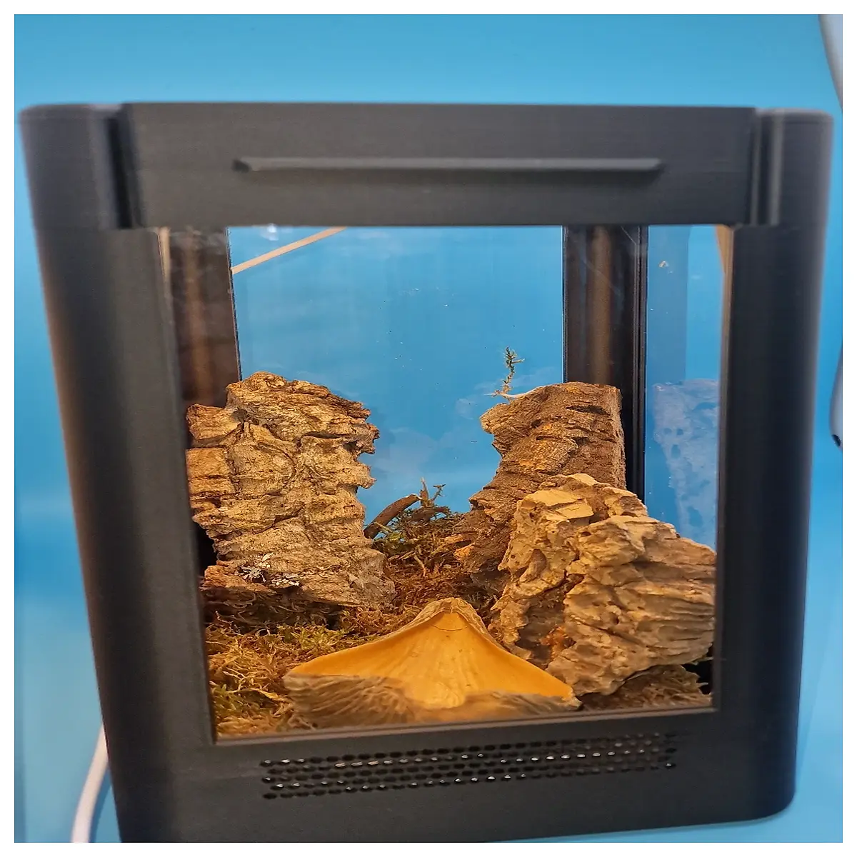 educational insect case with realistic bugs for kids science learning and nature observation