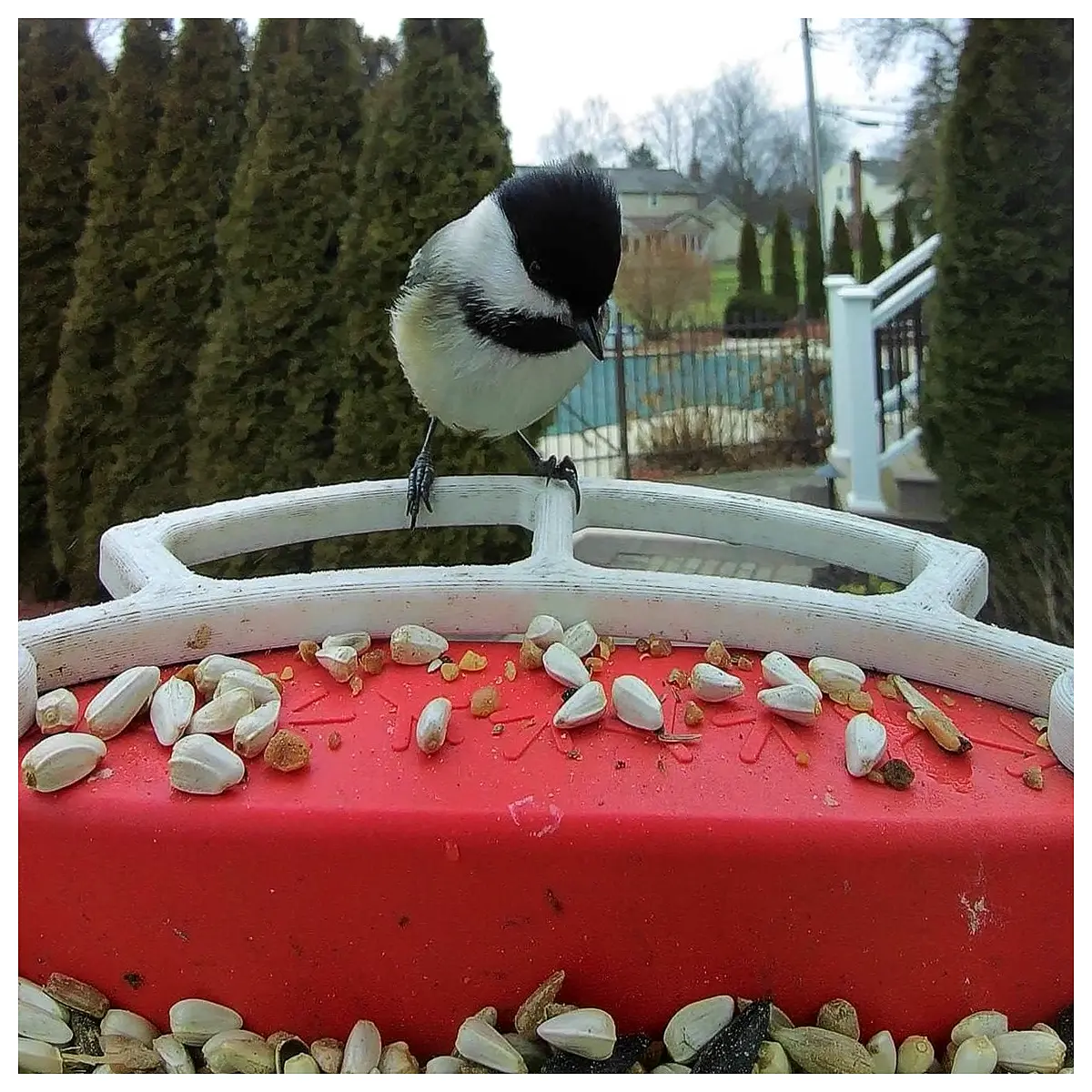 bird feeder station with perch and rain guard all in one bird feeding platform for backyard wildlife