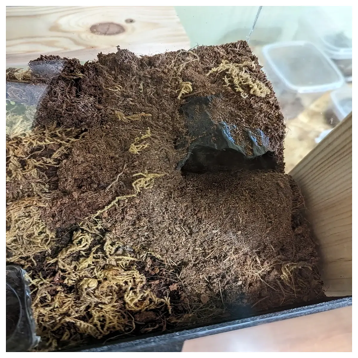 tarantula enclosure hideout wolf spider cave shelter exotic pet habitat decor arachnid hiding spot for vivarium