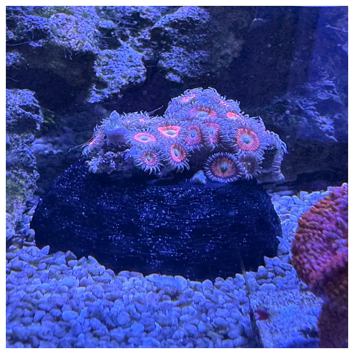 reef tank coral frags holder rack for frag plugs rocks organizer