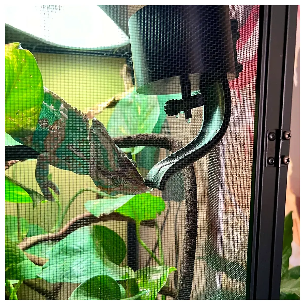 chameleon water fountain automatic pet drinking station misting system for reptile terrarium vivarium hydration