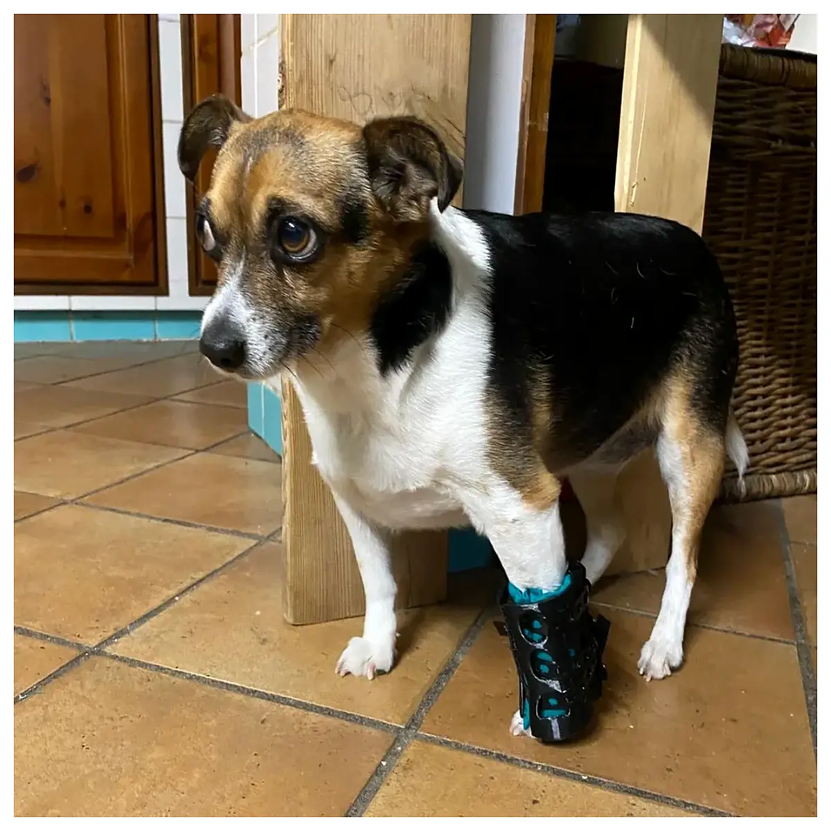 animal testing shin guards sports safety gear cruelty protection