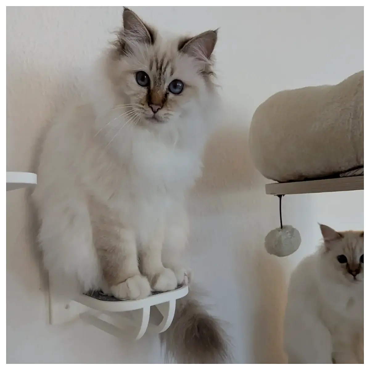 pet stairs for dogs and cats small to large breeds indoor soft foam steps with handles non slip ramp for senior pets