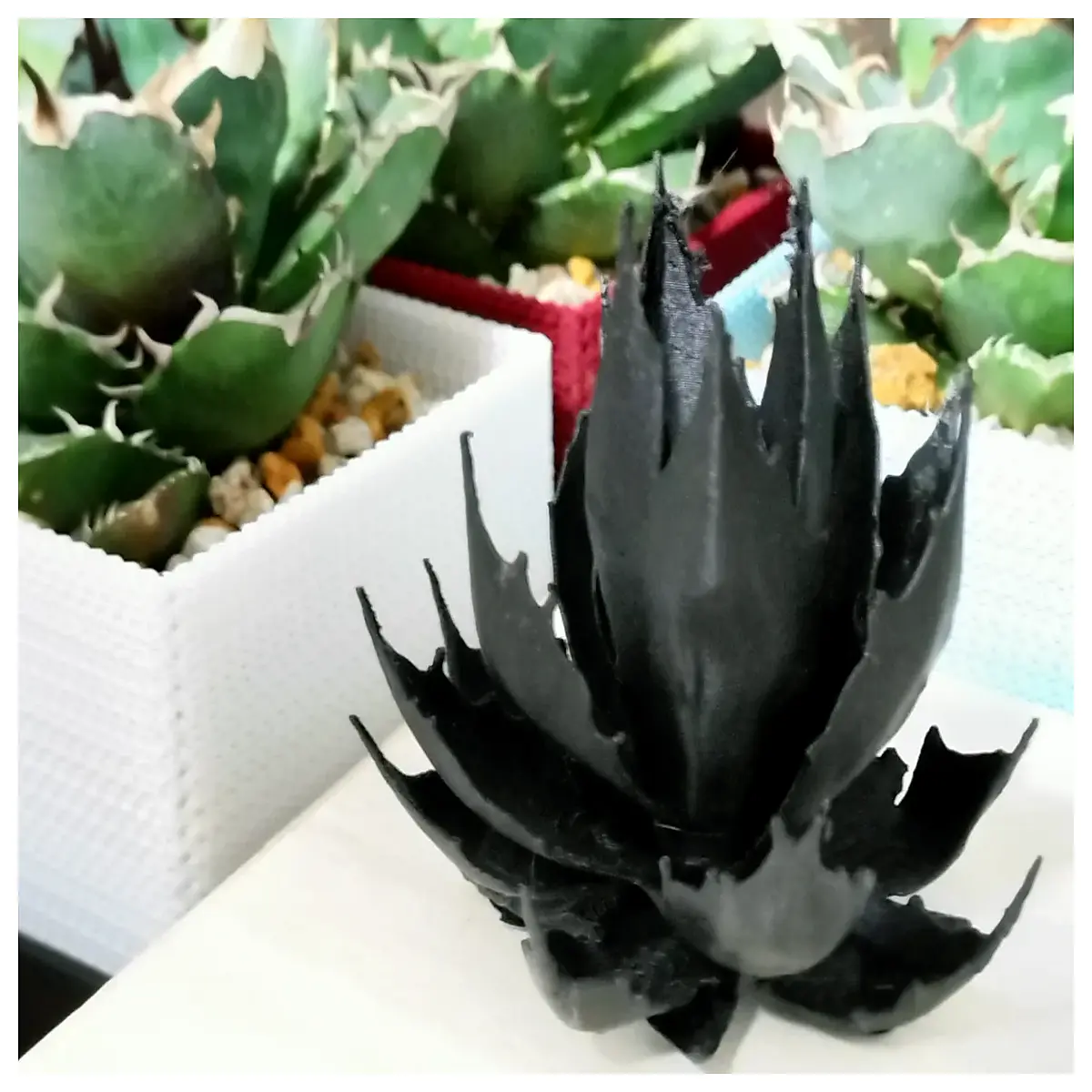 agave otora succulent plant rare agave species indoor outdoor garden landscaping drought tolerant