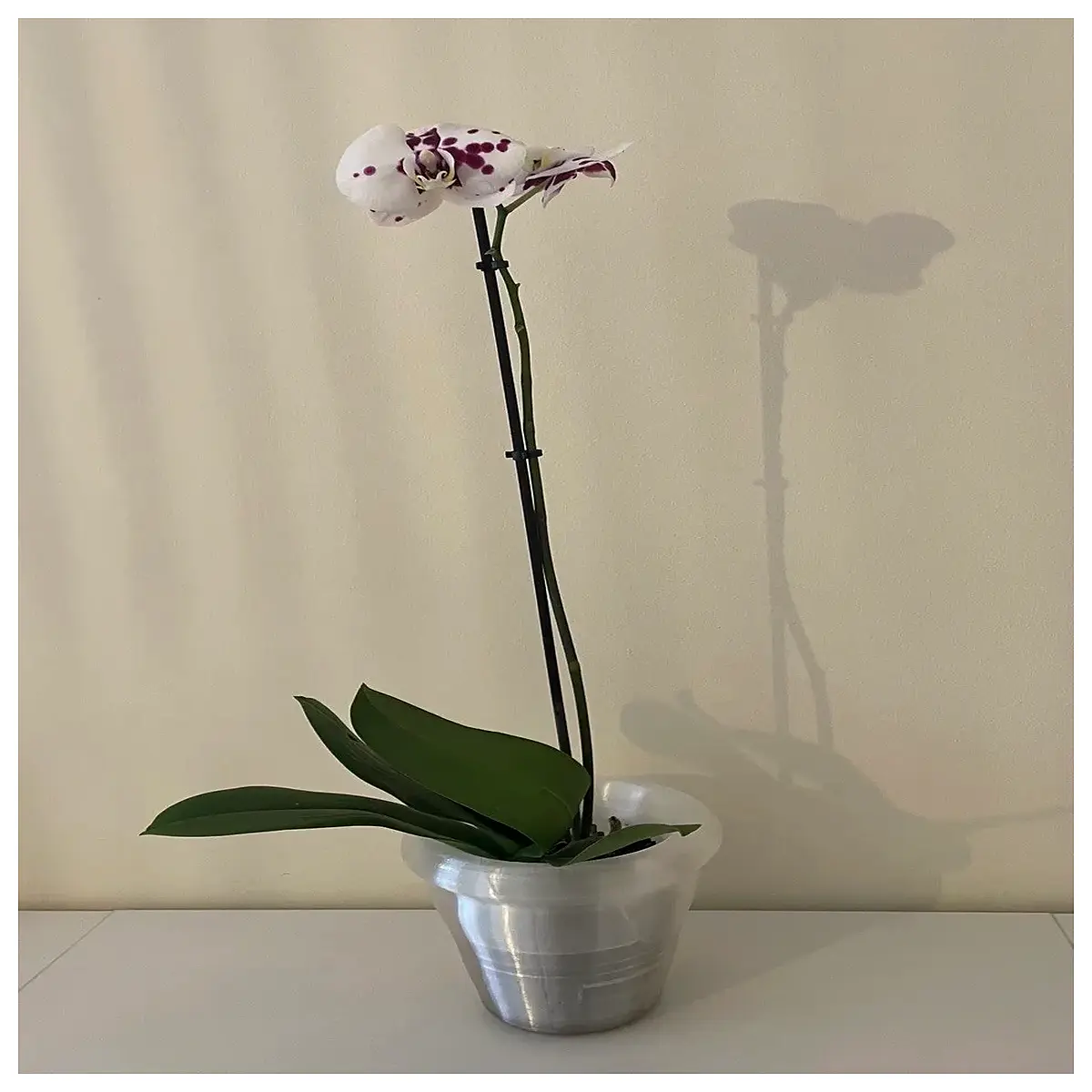 orchid pot with drainage holes plastic air root system breathable hanging planter for phalaenopsis cattleya