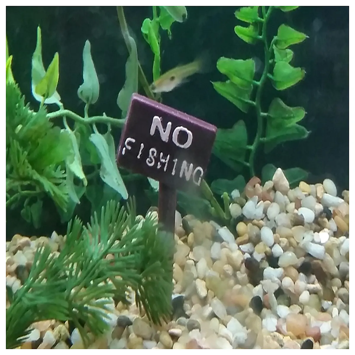 aquarium accessories filter pump heater tank decor substrate gravel fish bowl supplies maintenance