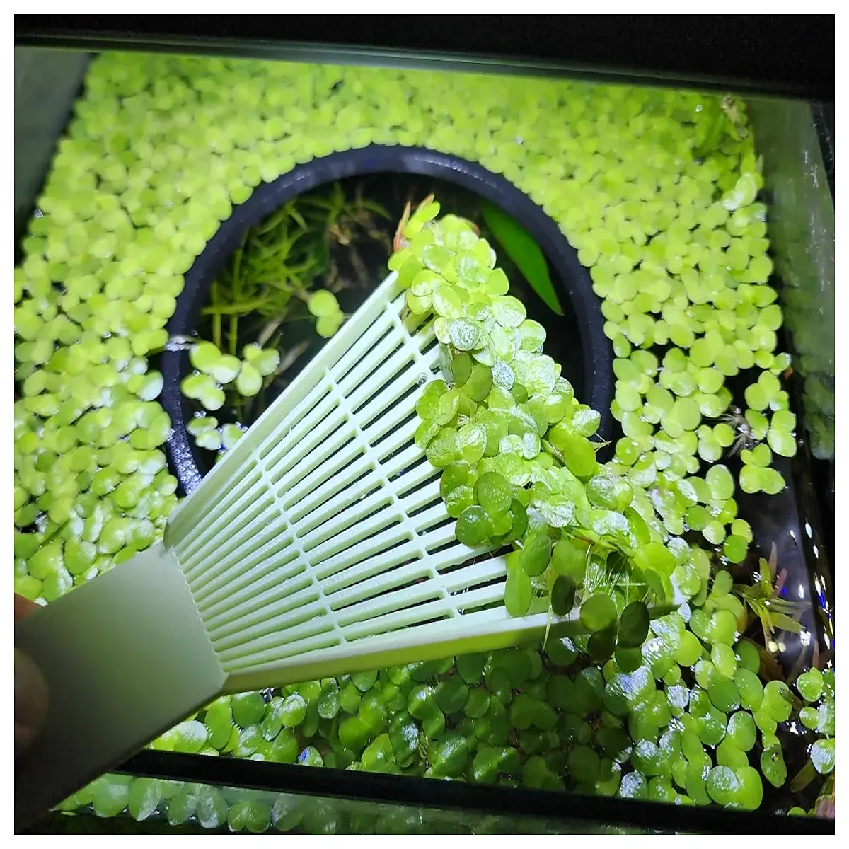 pond skimmer net algae scooper long handle pool debris catcher floating removal tool for koi fish tank and water garden maintenance