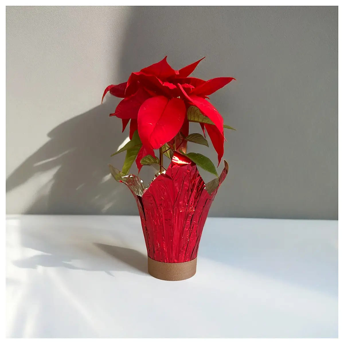 poinsettia plant collar protector ring for holiday decor christmas flower guard against pets and kids damage prevention