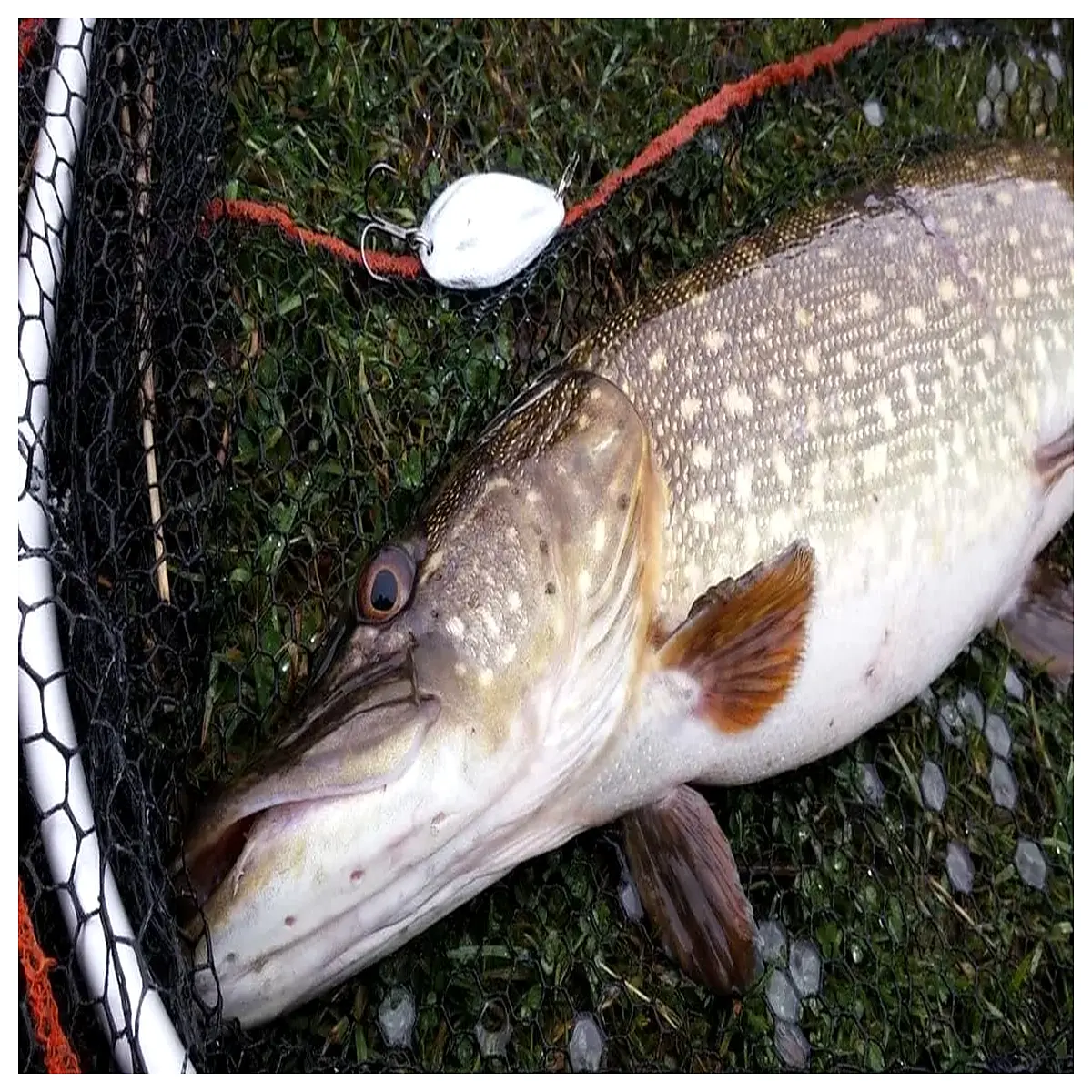 best fishing spoons for walleye metallic spinnerbaits for perch wobbling lures for pike silver gold jigging blades