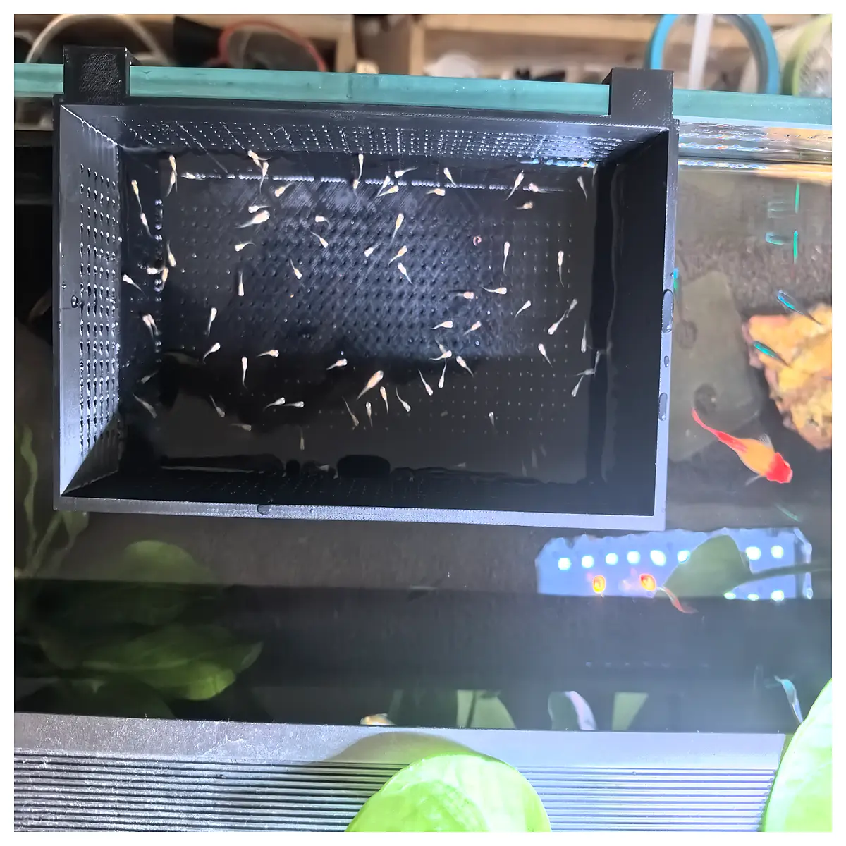 guppy breeding box with divider for fry protection and safe isolation tank