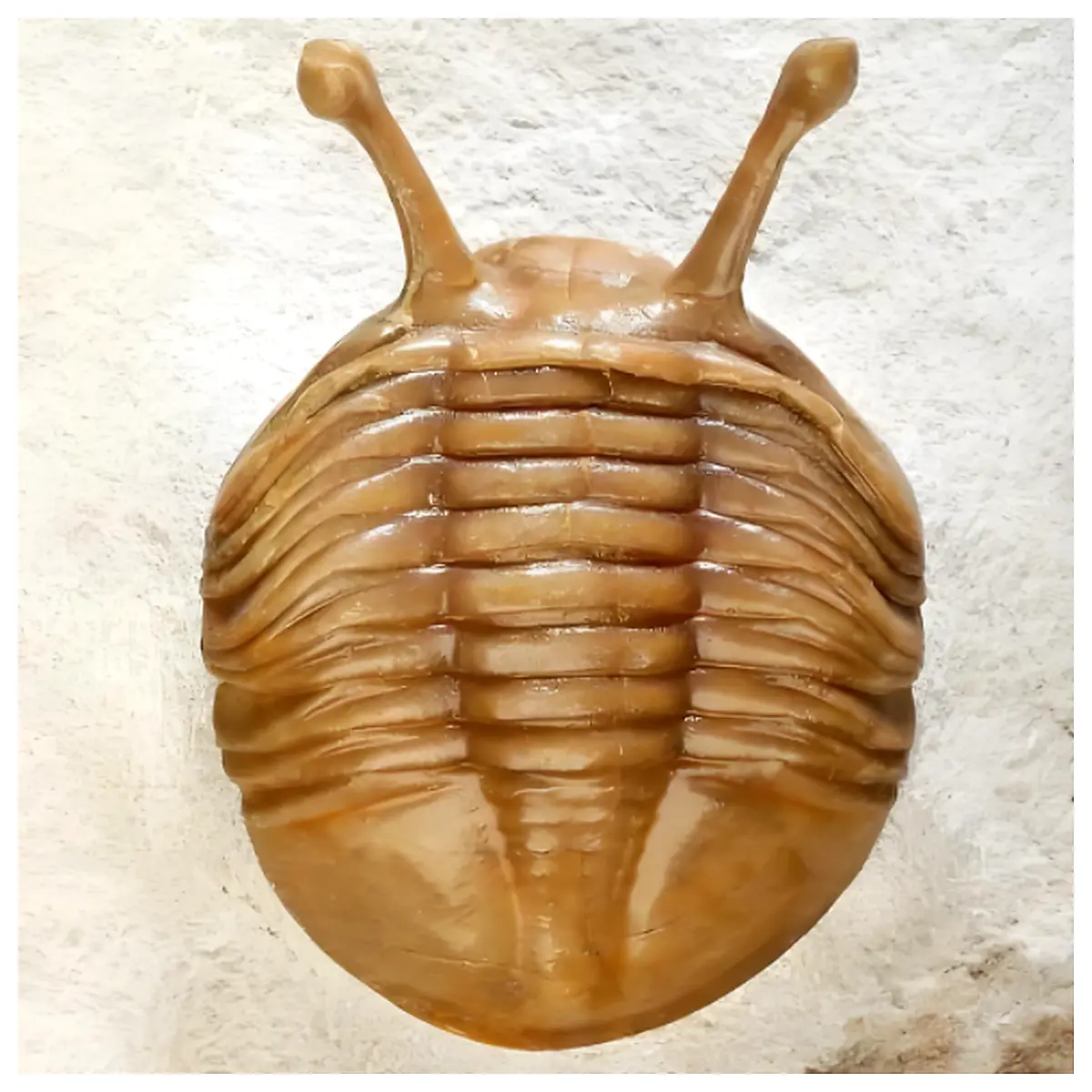 ordovician trilobite kavala ctenopyge specimen for geology students and science museum educational collection
