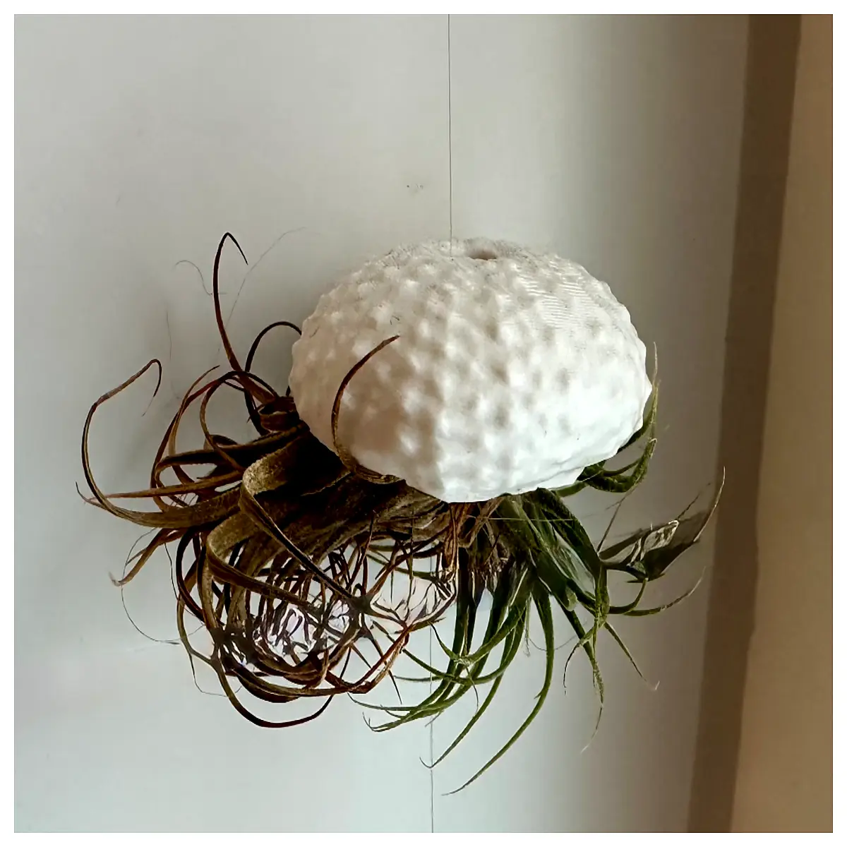 urchin skeleton for aquarium decor sea urchin shell craft supplies marine biology educational