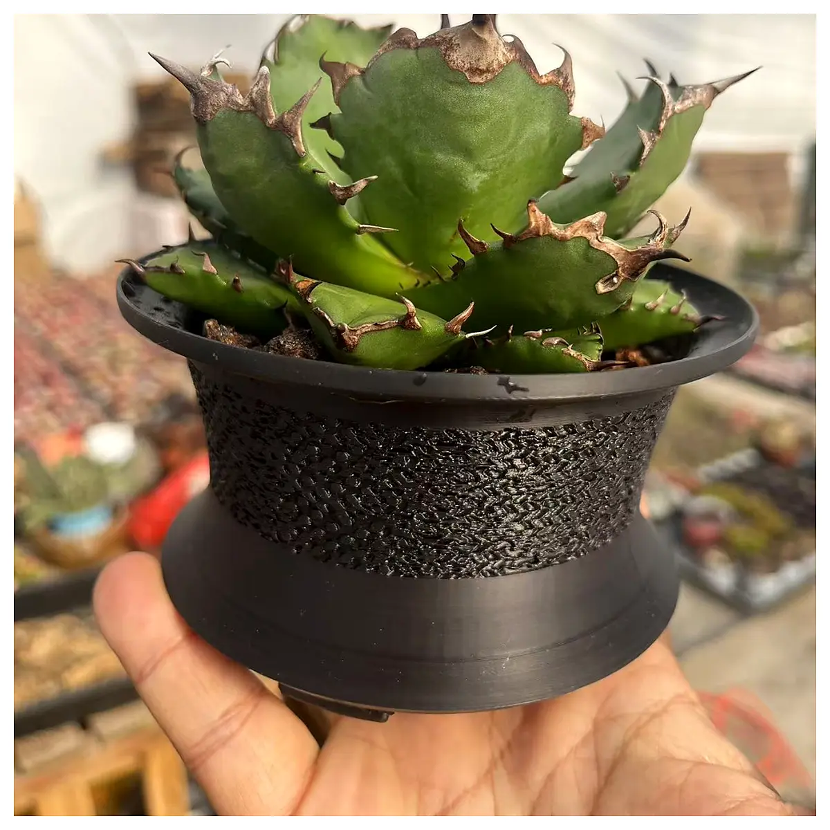 agave planter pot succulent cactus ceramic large drainage terracotta indoor outdoor garden decoration