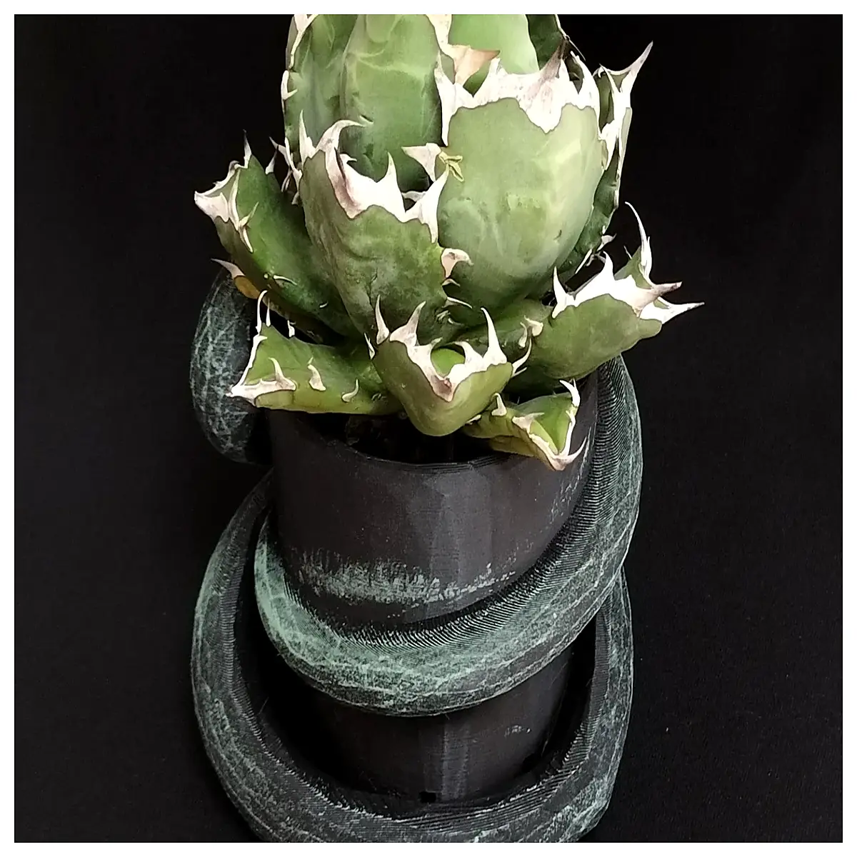agave plant in z017 kiwami snake pattern ceramic pot succulent home decor