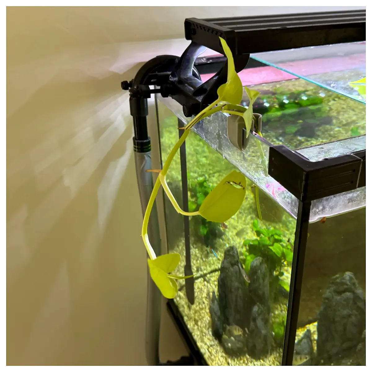 aquarium plant shelf hanging holder clip on tank top planter for fish bowl greenery storage rack