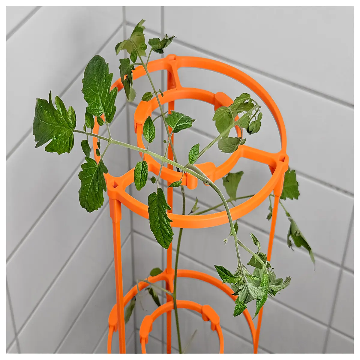 duty tomato cage trellis support system for indeterminate vines garden stakes
