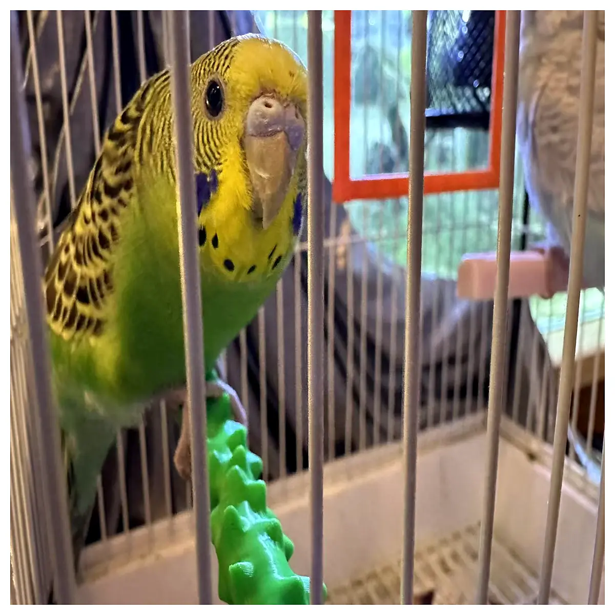 parrot chew toy wood perch beak grinder claw file natural branch for large birds cage accessories