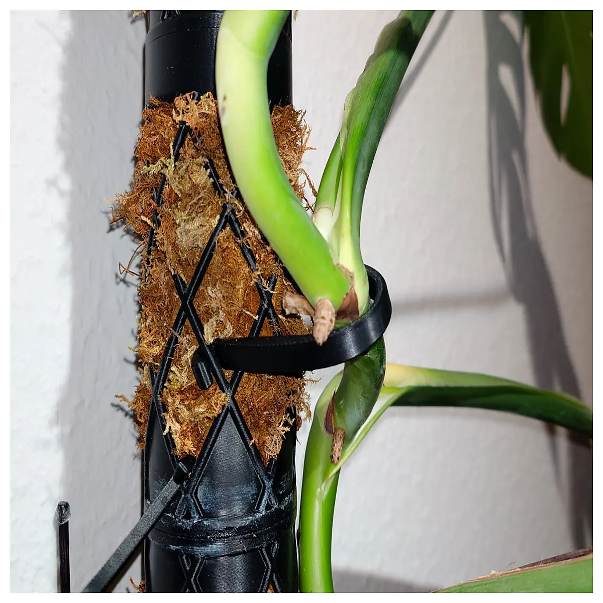moss pole plant clip holder for monstera philodendron vine support garden accessory