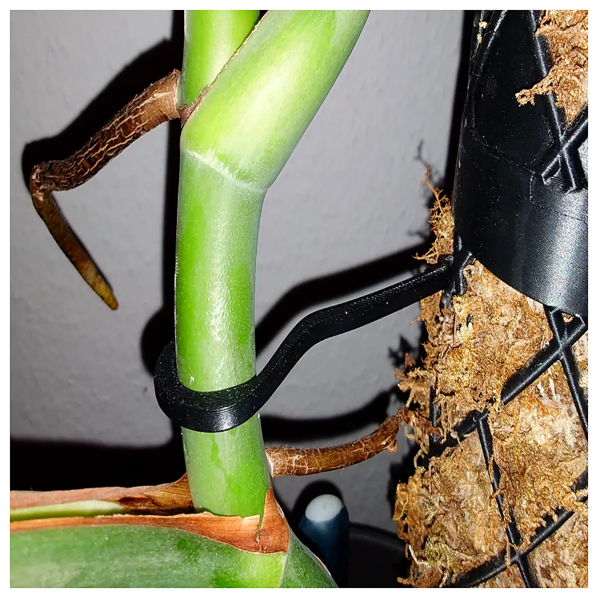 moss pole for climbing plants monstera philodendron vine support staking system indoor garden decor