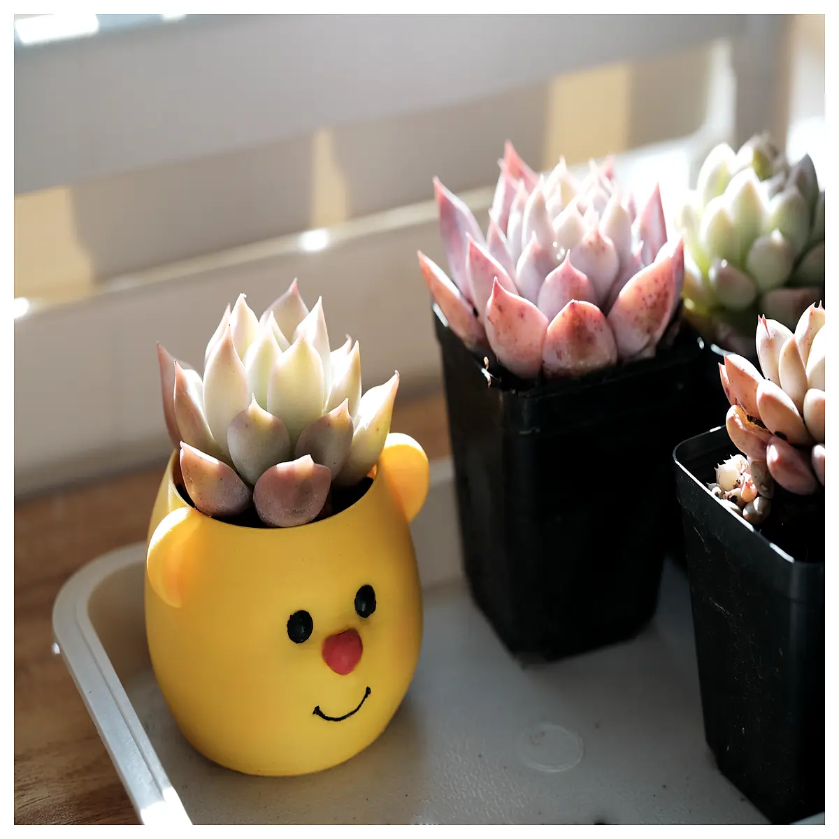 cute bear succulent preserved plant in ceramic pot long lasting indoor decoration mom