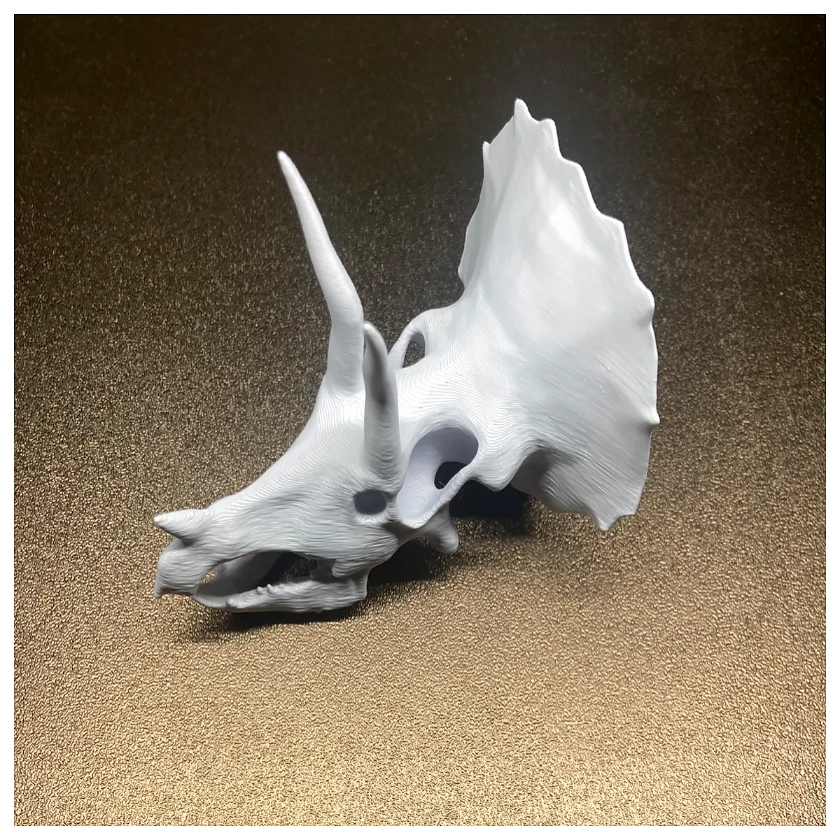 realistic triceratops skull for museum educational dinosaur anatomy paleontology science project prop