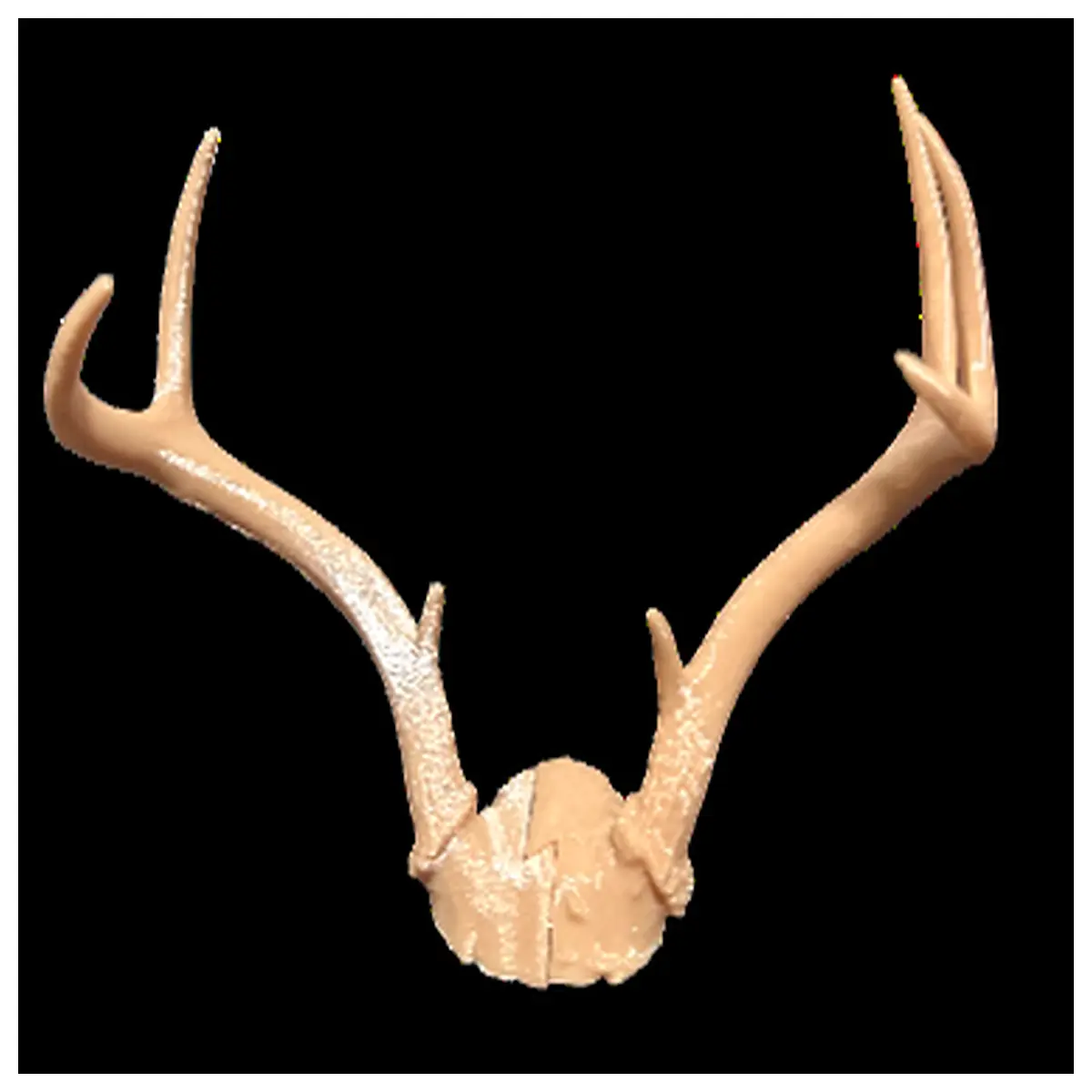 7 tine white tail deer antler mount for rustic home decor hunting trophy wall hanging cabin interior accent piece