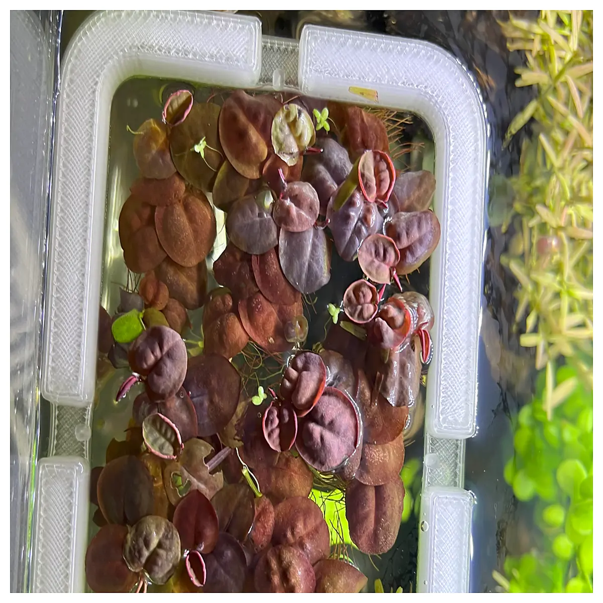 aquarium plant float ring rectangular for fish tank decoration aquatic garden