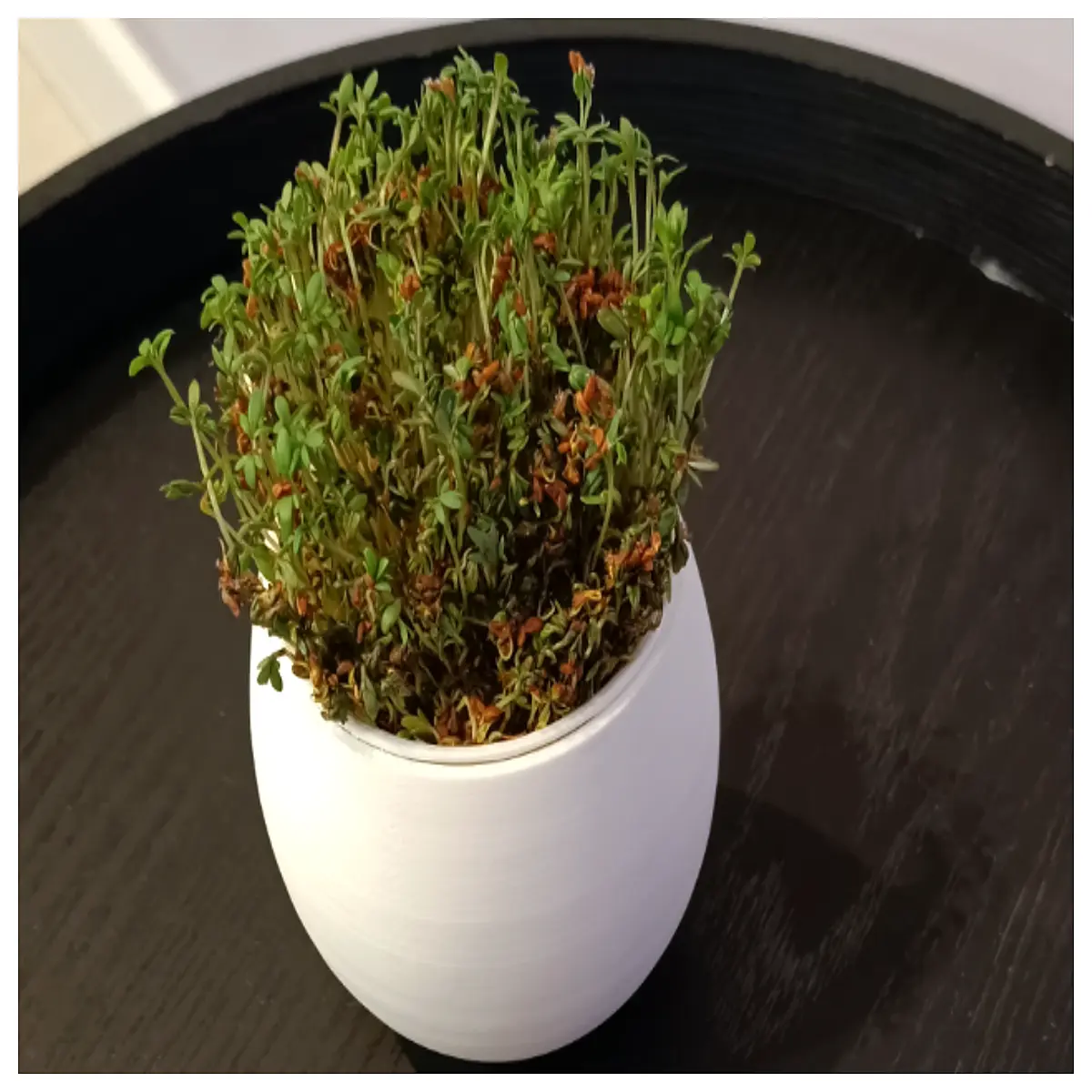 celery planter pot egg shape ceramic modern minimalist home decor indoor garden