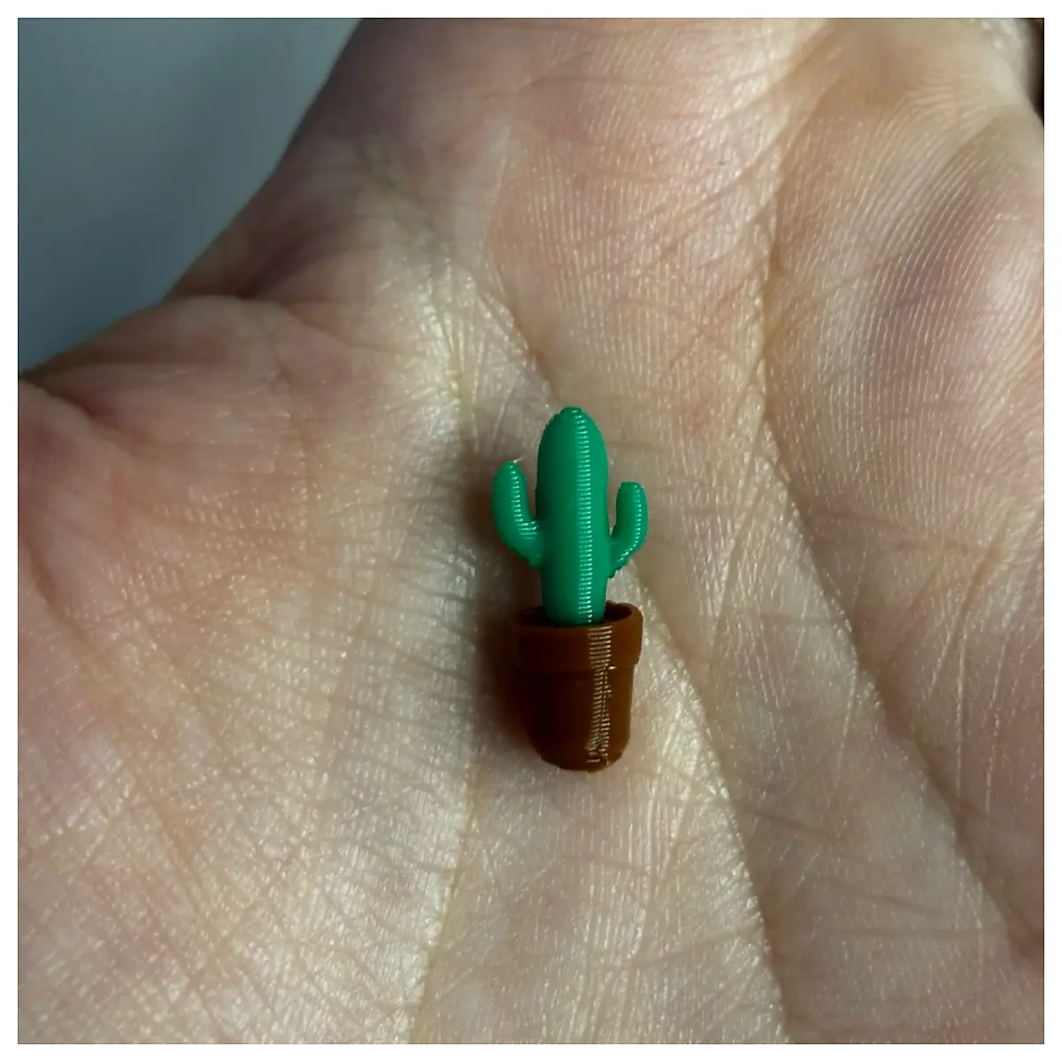 mini cactus plant real or succulent small desk decor tiny pot for home office