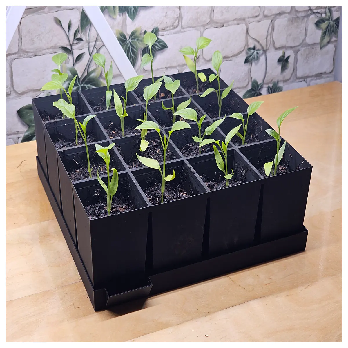 4x4 seed starter trays with integrated water reservoir for hydroponic propagation and self watering plant starts