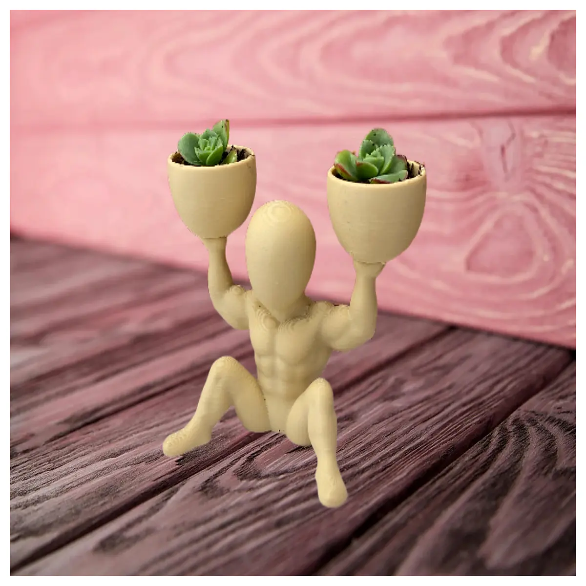 succulent strength plant thick stem rosette variegated rare cactus potting soil
