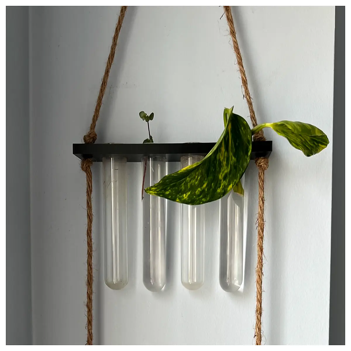 wall mounted plant propagator rack for test tube cuttings hydroponic nursery vertical garden organizer