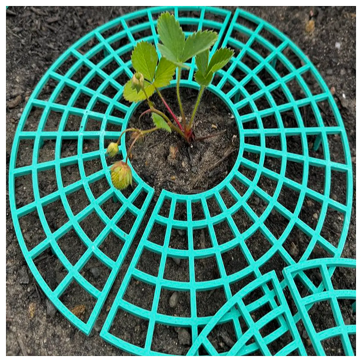 strawberry plant support stakes trellis netting vertical growing system for fruit yield garden supplies
