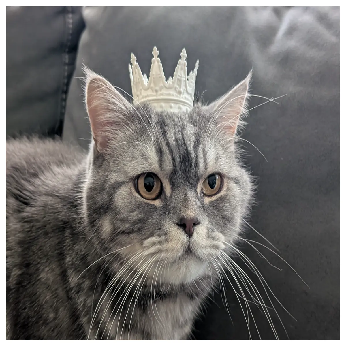 cute pet crown for dogs and cats animal birthday party hat photo prop accessory