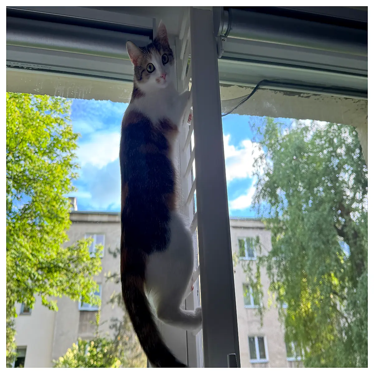 cat window guard for slanted glass tilt and turn safety barrier pet proofing net mesh