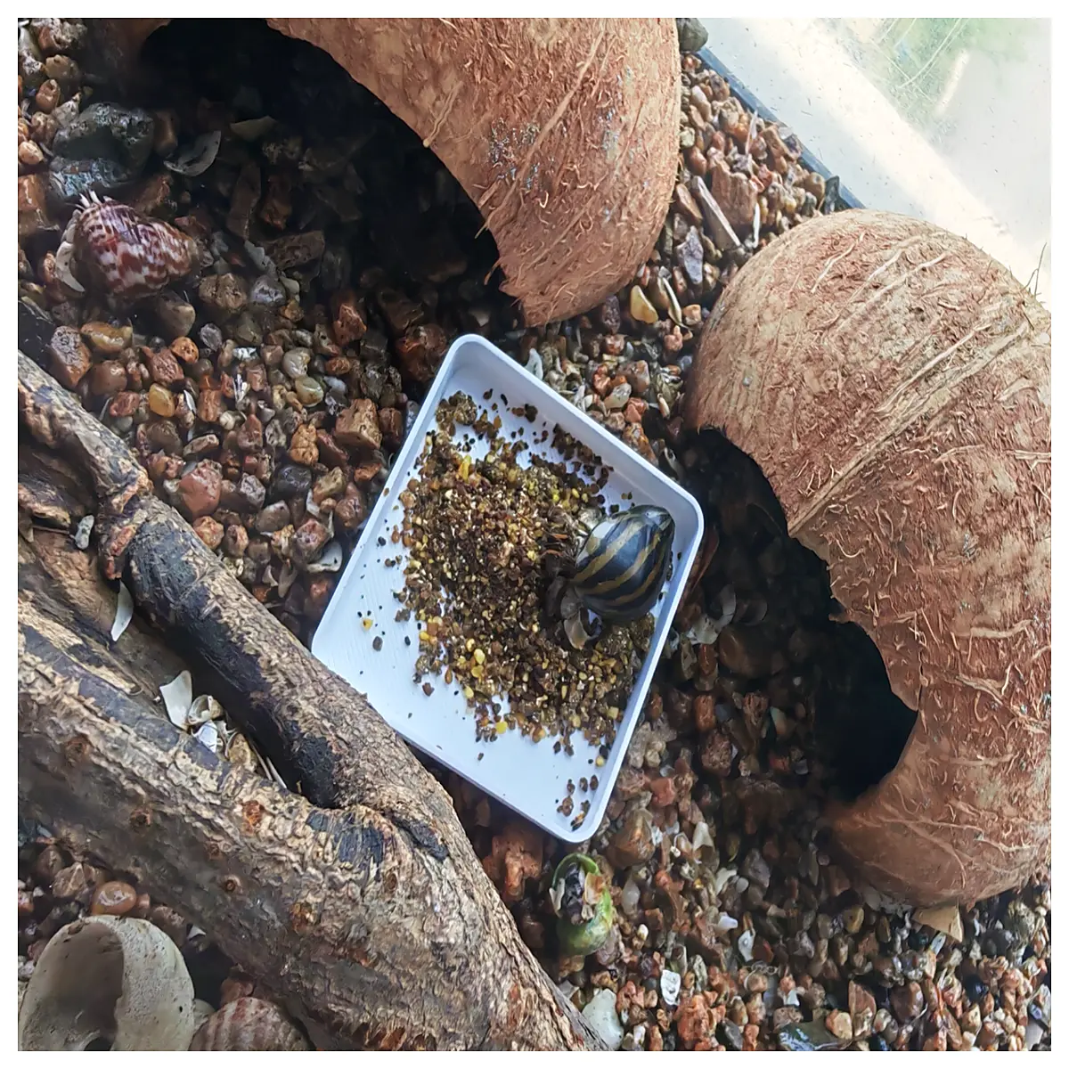 hermit crab feeding dish small ceramic bowl for crabs